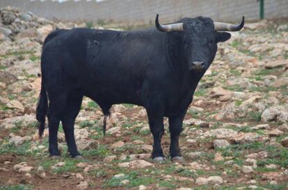 Un toro de la ganadería Hermanos Merenciano Ruperto, en una imagen tomada de su perfil de Facebook.