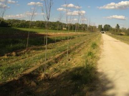 Reforestación fallida de 218 árboles en Aranjuez.