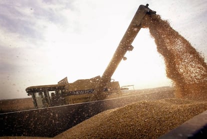 Carga de un camión con maiz transgénico del tipo BT-corn, en Rockton (EE UU).