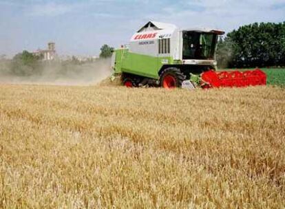 Una cosechadora de cereales, en un campo de trigo de Castelló d'Empuries (Girona).