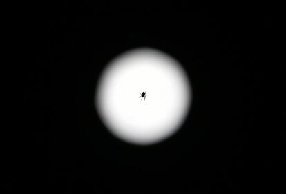 Una araña vista junto a la luna en Kaufbeuren (Alemania).