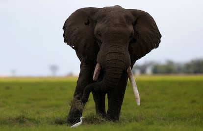 An elephant with a broken tusk grazes in the open field within the Amboseli National Park, southeast of Kenya's capital Nairobi, April 25, 2016. REUTERS/Thomas Mukoya