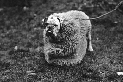 Los disfraces son un clásico entre los dueños de perro. Antiguamente eran algo más bastos, como éste de oveja.