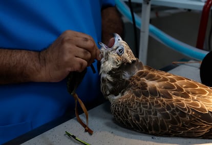Un medico del Hospital de halcones de Al Khor, en Qatar,  revisa uno de los halcones recien llegado al centro. Las cirugías de tejidos blandos incluyen el tratamiento de heridas sencillas de todo tipo, lesiones comunes de quilla hasta cirugías complejas y cirugías de cultivos. 