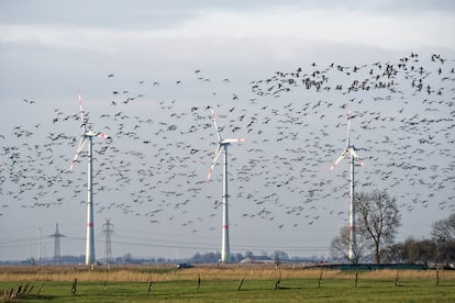 Una bandada de gansos atraviesa un parque eólico en Frisia Oriental (Alemania).