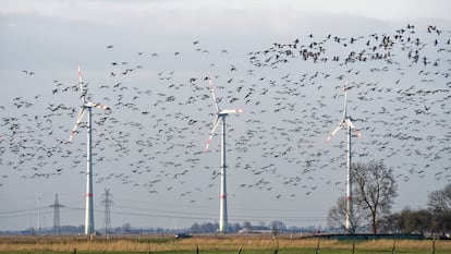 Una bandada de gansos atraviesa un parque eólico en Frisia Oriental (Alemania).