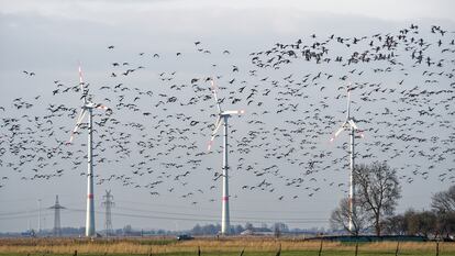 Una bandada de gansos atraviesa un parque eólico en Frisia Oriental (Alemania).