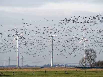 Una bandada de gansos atraviesa un parque eólico en Frisia Oriental (Alemania).