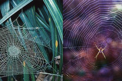 Telaraña de la especie <i>Waitkera waitakerensis</i> (izquierda) y<b> de</b><i> Argiope trifasciata </i><b>(derecha)</b>.