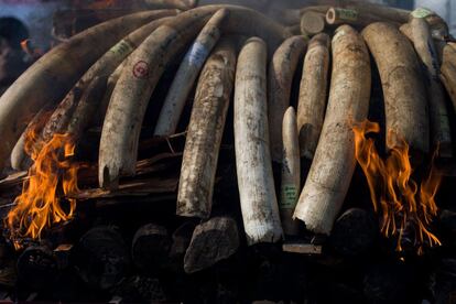 Marfil de elefante y cuernos de animales arden durante una acción pública contra el  comercio ilegal de vida silvestre, en Naipyidó (Birmania).