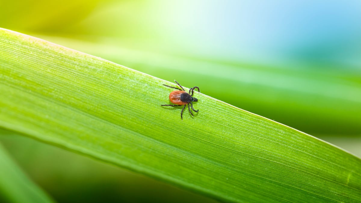 Olvídate de las garrapatas en jardines y sofás con este ‘spray’ repelente natural