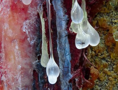 'El comienzo del ámbar', primer premio en la categoría General de Fotciencia 2010