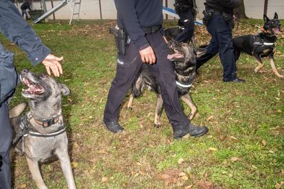 Un grupo de pastores alemanes perteneciente la unidad de guías caninos de la Policía Nacional. 