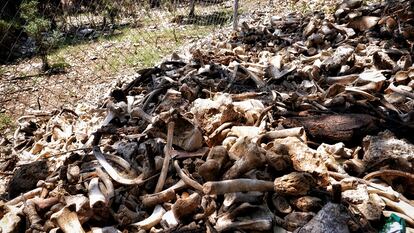 Montaña de huesos en el cementerio ilegal junto a la granja de Domingo del Pozo en Quintanilla del Coco (Burgos).