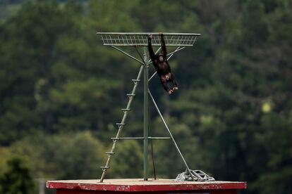 En lo alto de una torre de cemento, Dolores, una chimpancé de 20 años, da saltos de manera compulsiva, aplaude y grita incesantemente ante la indiferencia de algunos de sus compañeros. Son las secuelas de su vida circense, que la dejaron "completamente loca", según cuenta el cubano Pedro Ynterian, propietario de esta reserva situada en el interior de Sao Paulo.