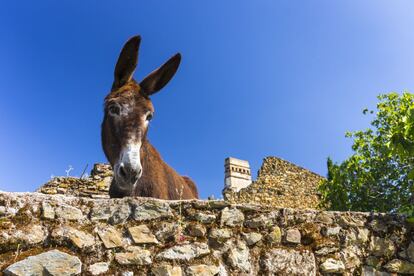 Un asno tras un muro en el valle del Ambroz, en Extremadura.