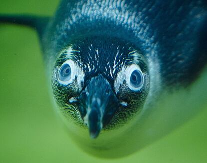 Un pingüino africano bucea en el zoo Kronberg, cerca de Frankfurt, Alemania.