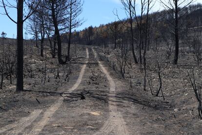 Dos semanas después de que los rayos de una tormenta originaran el incendio más grave de la historia de Castilla y León, la sierra de la Culebra, en Zamora, trata de reponerse, mientras siguen las labores para su completa extinción.