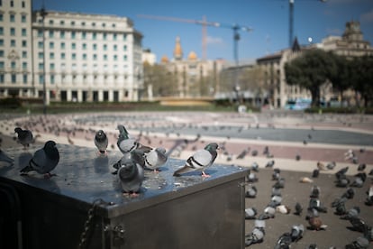 La plaza Catalunya llena de palomas durante la primera semana de confinamiento.