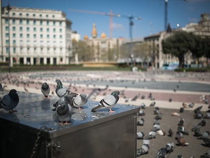 La plaza Catalunya llena de palomas durante la primera semana de confinamiento.