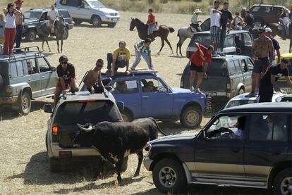 Un toro, rodeado por varios coches con mozos a bordo mozos en el encierro de hoy de Galápagos (Guadalajara).