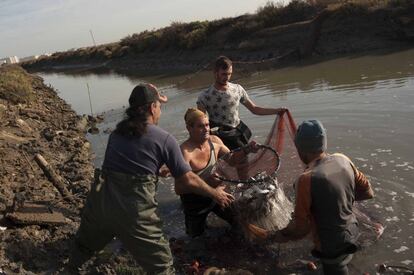 Las condiciones tan especiales donde viven estos pescados les confieren un sabor auténtico. En la foto, los mariscadores recogen los peces de la red y hacen cadena humana para transportarlos a las bandejas.