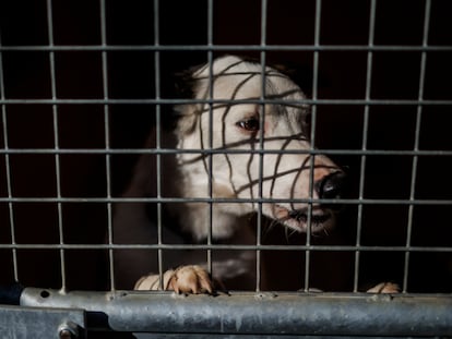 Un perro en una jaula en la protectora animal ALBA, 2 de febrero de 2023, en Camarma de Esteruelas, Madrid