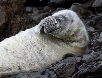 Un cachorro de foca del Atlántico se tapa la cara mientras descansa entre las rocas de en una playa galesa de St Martin's Haven, el 8 de octubre de 2018.