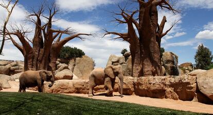 Los cambios que se avecinan serán estresantes para la nueva elefanta del Zoo de Barcelona. En el Bioparc de Valencia, 'Bully' vive en una hectárea de baobabs y cascadas.