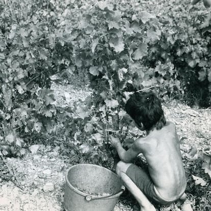 Vendimia 1976. Niños vendimiadores en el sureste francés.