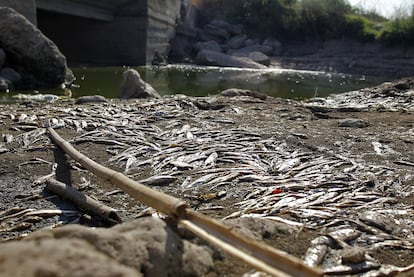 Peces muertos por falta de agua en el cauce del río Albaida en el término de Villanueva de Castellón, ayer por la tarde.