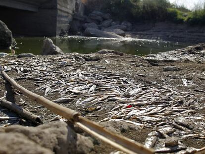 Peces muertos por falta de agua en el cauce del río Albaida en el término de Villanueva de Castellón, ayer por la tarde.