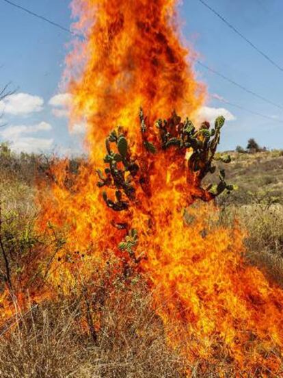 2. Burning bush, Oaxaca de Juárez, 2018.