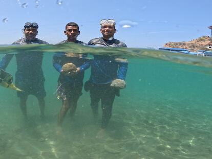 Los jardineros de coral Jerson Enrique Granados, Kendry José Britto y Miguel Ángel Pineda, durante una jornada de trabajo en Santa Marta (Colombia).