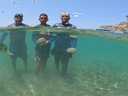 Los jardineros de coral Jerson Enrique Granados, Kendry José Britto y Miguel Ángel Pineda, durante una jornada de trabajo en Santa Marta (Colombia).