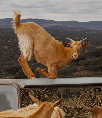 Una cabra brinca frente a la dehesa de Bodonal de la Sierra (Badajoz).