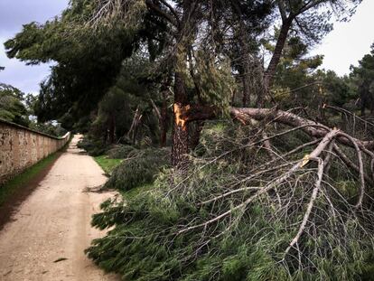 Se debe actuar sin prisas y con criterios sostenibles, según la opinión generalizada entre los expertos reunidos en la Mesa del Árbol, para la recuperación de un parque tan singular como la Casa de Campo, en la que el hombre ha tenido una intervención mínima en comparación con otros parques de la ciudad