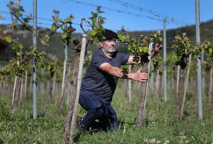 Juanjo Tellaetxe se encarga tanto de la bodega como de las seis hectáreas de viñedos que tiene plantadas en la actualidad. “Aquí estoy yo solo y todo lo que puedo hacer yo, lo hago yo, desde el chico de los recados hasta lo gordo", asegura. En la foto, tomada a mediados de abril, las vides han empezado a brotar.