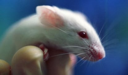 Los ratones con tumores de personas son clave para la investigación.