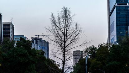 Ahuehuete de Reforma