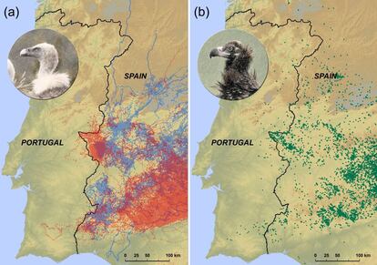 Puntos visitados por los buitres leonados (a) y negros (b) durante el tiempo de estudio.