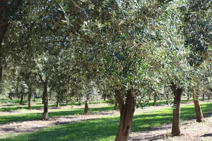 Vista del frondoso olivar de la variedad arbequina de Aubocassa, en Mallorca. Imagen proporcionada por la compa?a.