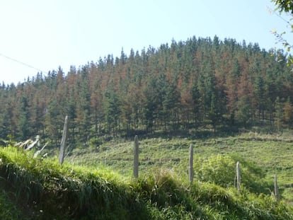 Pinos afectados por la banda roja en Alto de San Miguel, en Elgoibar.