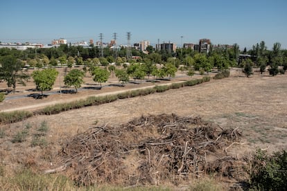 Ramas partidas acumuladas en un pinar aledaño al Parque de las Cruces, en Aluche.
