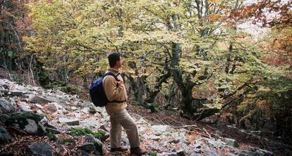 Excursión por el hayedo de la Pedrosa, en Segovia.