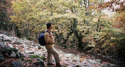 Excursi&oacute;n por el hayedo de la Pedrosa, en Segovia.