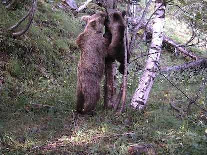 Una osa y sus cachorros en el Pirineo, en una imagen facilitada por el departamento de Territorio de la Generalitat.