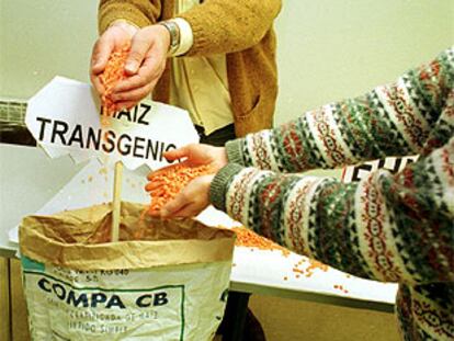 Dos personas muestran granos de maíz transgénico.