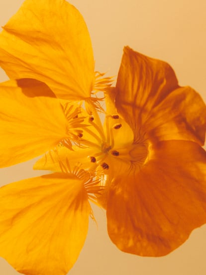 Capuchina (‘Tropaeolum majus’).