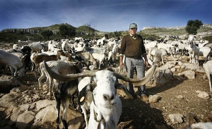 A shepherd with his flock of Blanca Celtibérica goats in Castellón province.